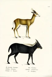 Springbok, 1824